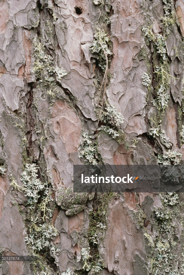 Gris la rana (Hyla versicolor) camuflada en el tronco de árbol cubierto de musgo, Northwoods, Minnes