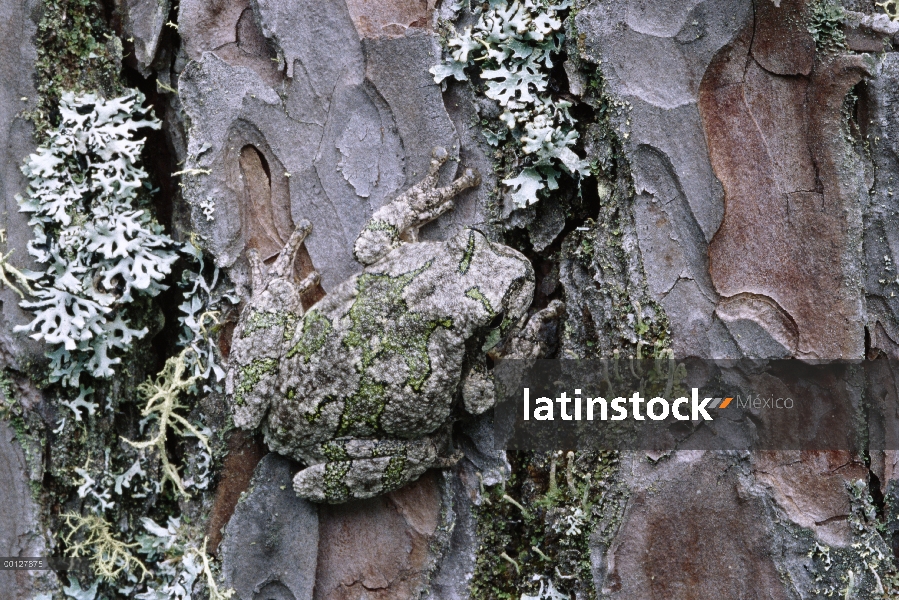 Gris la rana (Hyla versicolor) camuflada en el tronco de árbol cubierto de musgo, Northwoods, Minnes