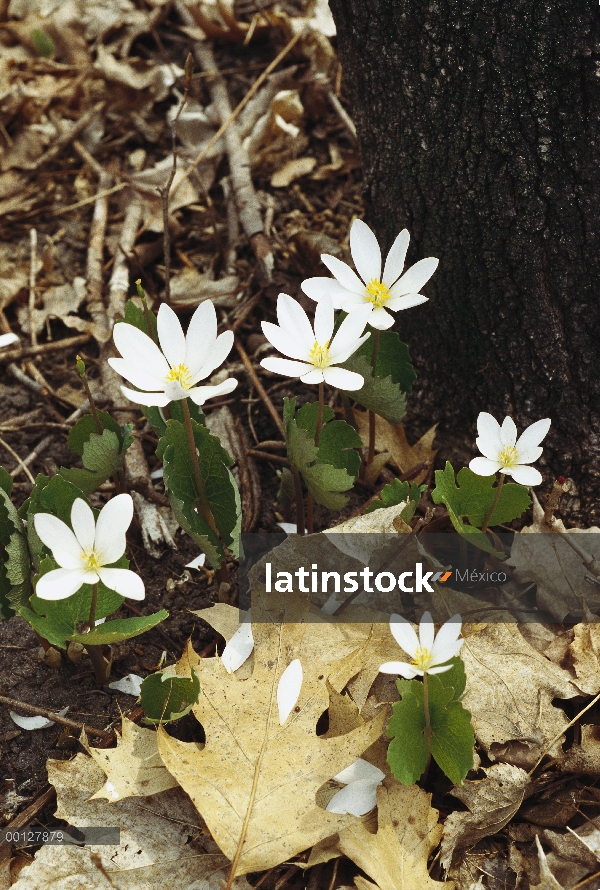 Flores de la sanguinaria (Sanguinaria canadensis) en selva baja caducifolia, Minnesota