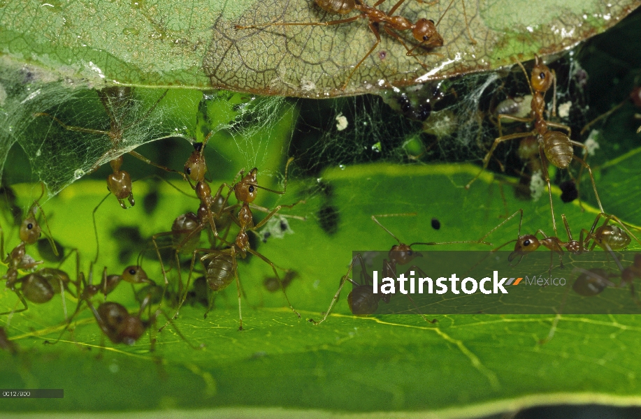 Grupo de hormiga tejedora (Oecophylla longinoda) con mandíbulas y sedas para enlazar hojas juntos, M