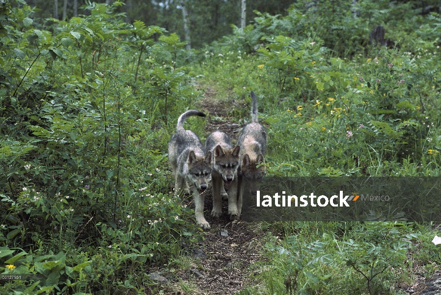 Cachorros de lobo (Canis lupus) en camino en el bosque, Minnesota