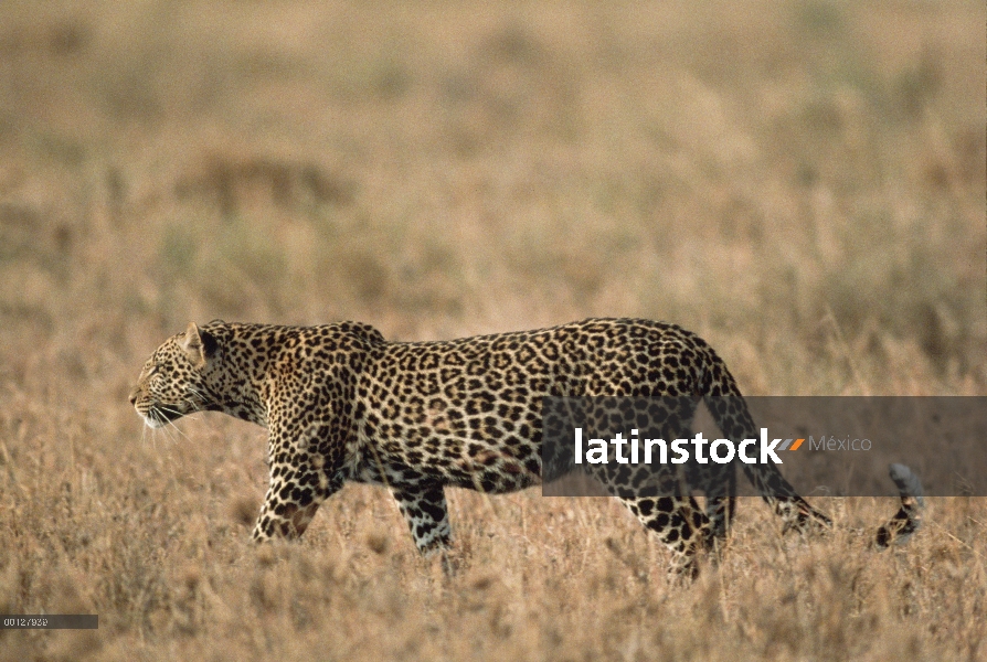 Leopardo (Panthera pardus) en hierba alta, Parque Nacional del Serengeti, Tanzania