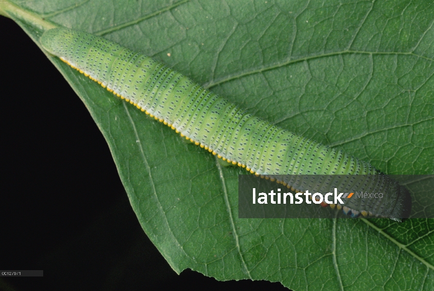 Gran punta naranja (Hebomoia glaucippe) mariposa oruga camuflada en hoja, de la India Peninsular