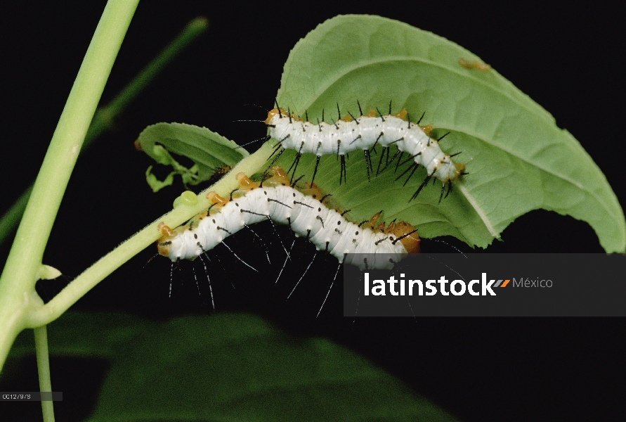 Orugas de tigre Longwing (Heliconius hecale), Amazonía peruana