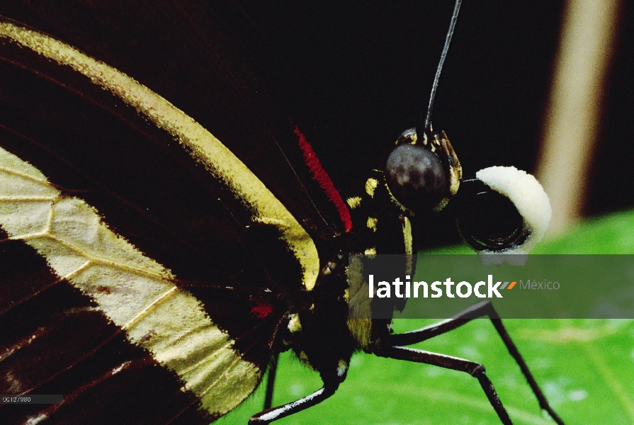 Vista lateral plano, tigre Longwing (Heliconius hecale) mariposa, Amazonía peruana