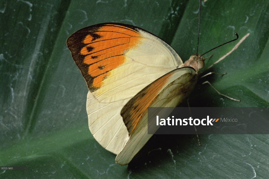 Gran mariposa naranja punta (Hebomoia glaucippe), India Peninsular