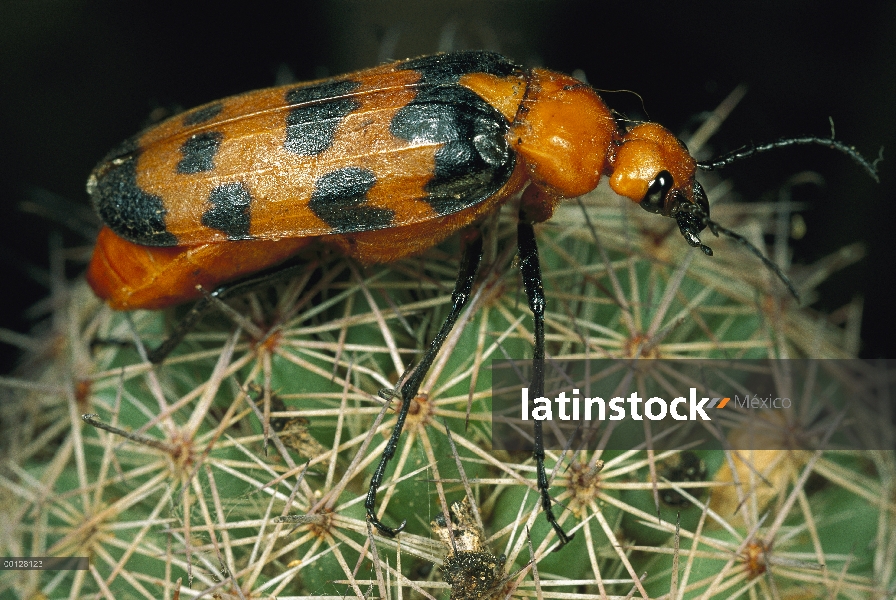 Blister escarabajo (Meloidae) en cactus, Sonora México