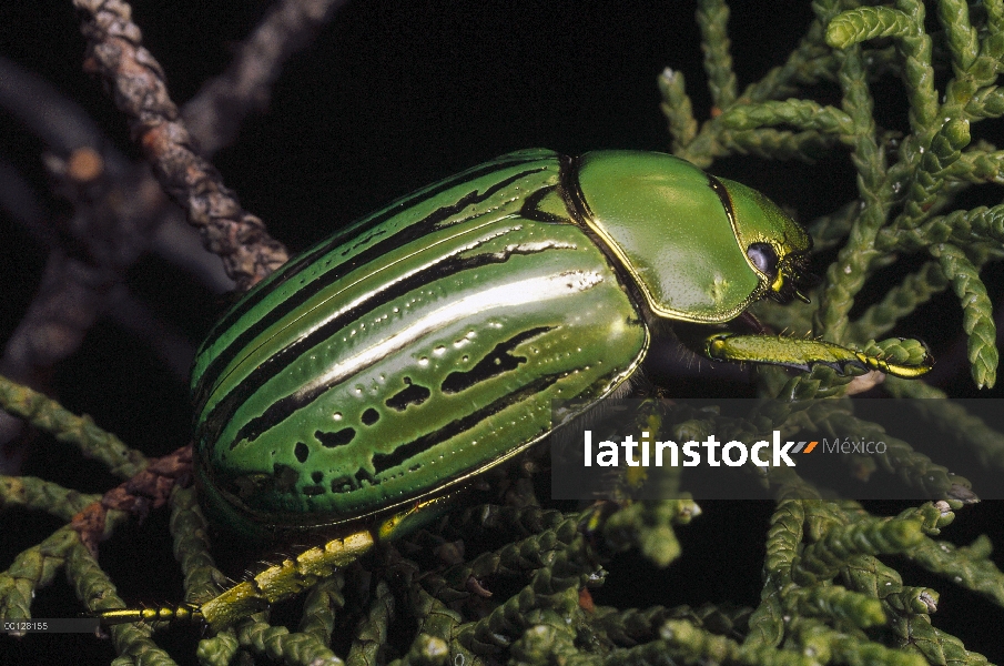 Escarabajo de escarabajo dorado (Plusiotis resplendens) en abeto, Pena Blanca lago, Arizona