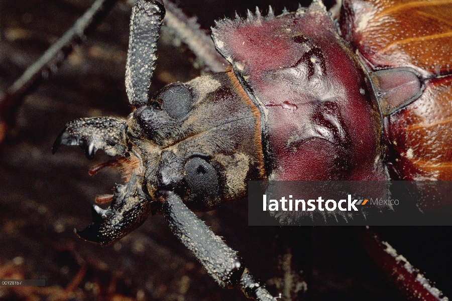 Longhorn Beetle retrato, Sarawak, Borneo