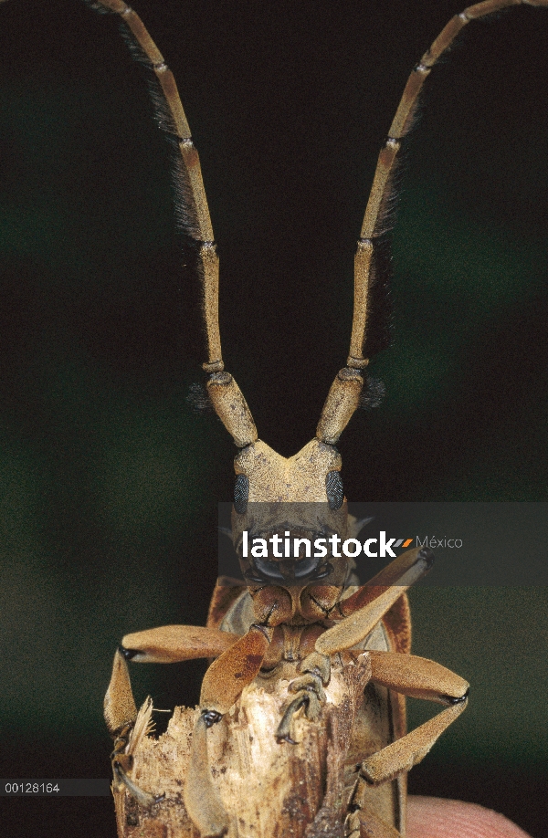 Escarabajo del fonolocalizador de bocinas grandes (Sarothrocera sp), Asia