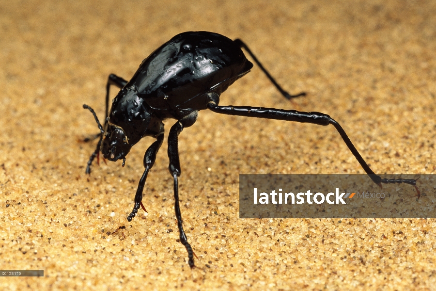 Escarabajo de Darkling (Onymacris unguicularis) consejos su cabeza hacia abajo para beber rocío en s