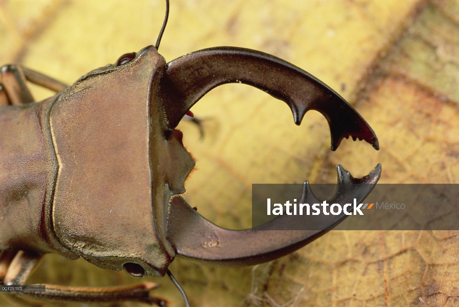 Escarabajo de cuerno de ciervo, cerca de la cabeza, Wau, Papua Nueva Guinea