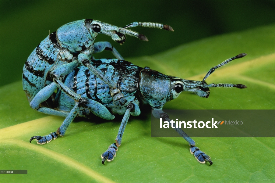 Cierto par de gorgojo (Eupholus sp) apareamiento, Hala, Papua Nueva Guinea