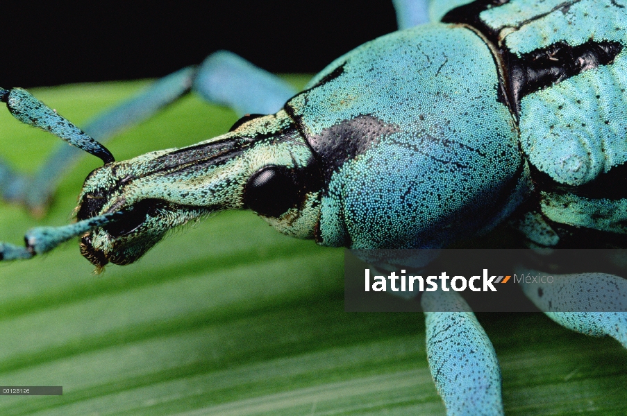 Verdadero primer picudo (Eupholus sp) de la cabeza, Hala, Papua Nueva Guinea