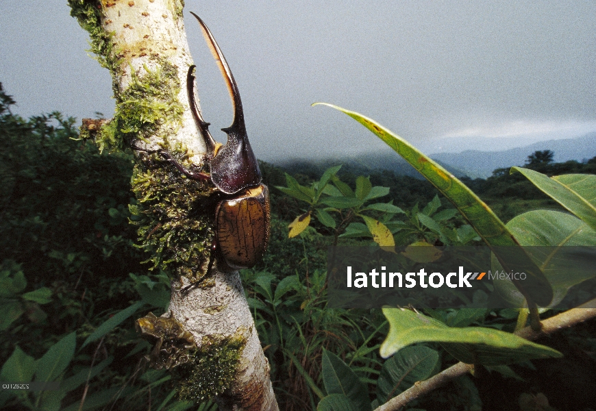 Escarabajo de escarabajo Hércules (Dynaster hercules) en bosque lluvioso, Parque Nacional de Fortuna