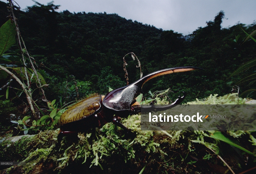 Escarabajo de escarabajo Hércules (Dynaster hercules) en bosque lluvioso, Parque Nacional de Fortuna