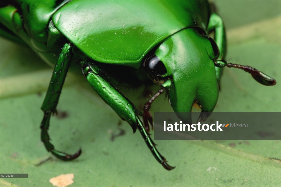 Retrato de flor escarabajo (Ischiopsopha sp), Panamá