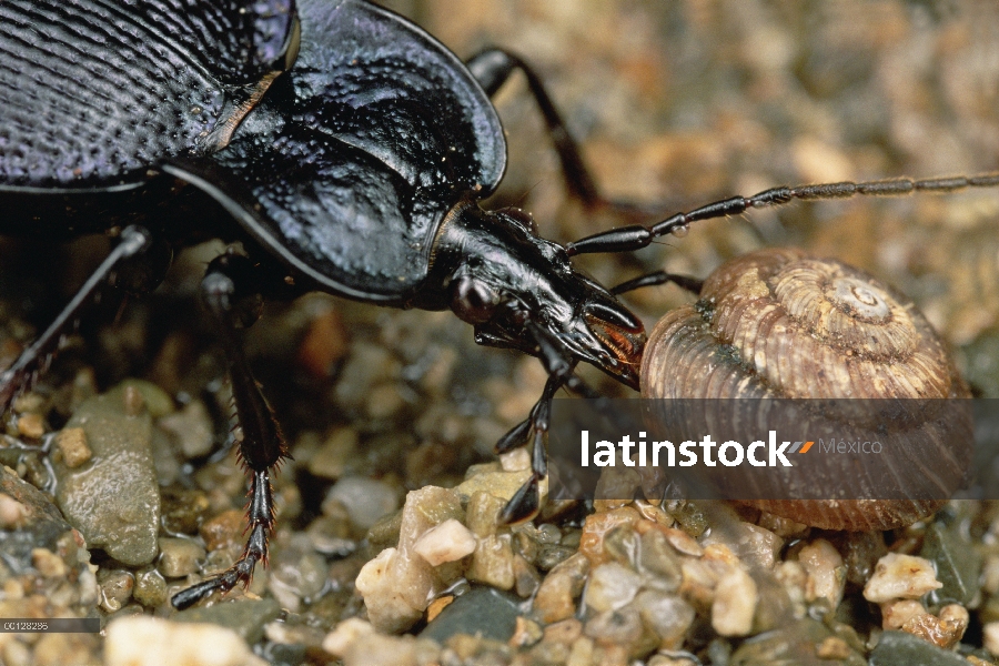 Familia de escarabajo (Carabidae) alimentándose de un caracol de tierra