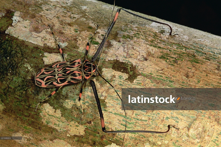 Retrato de (Acrocinus longimanus) Escarabajo Arlequín en registro