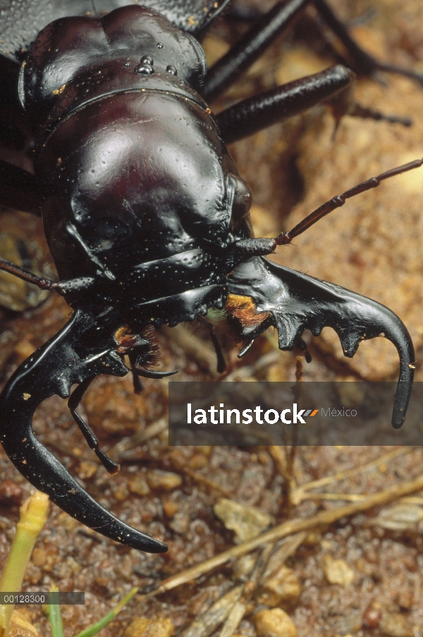 Retrato de escarabajo de tierra (Carabidae), Parque Nacional Kruger, Sudáfrica