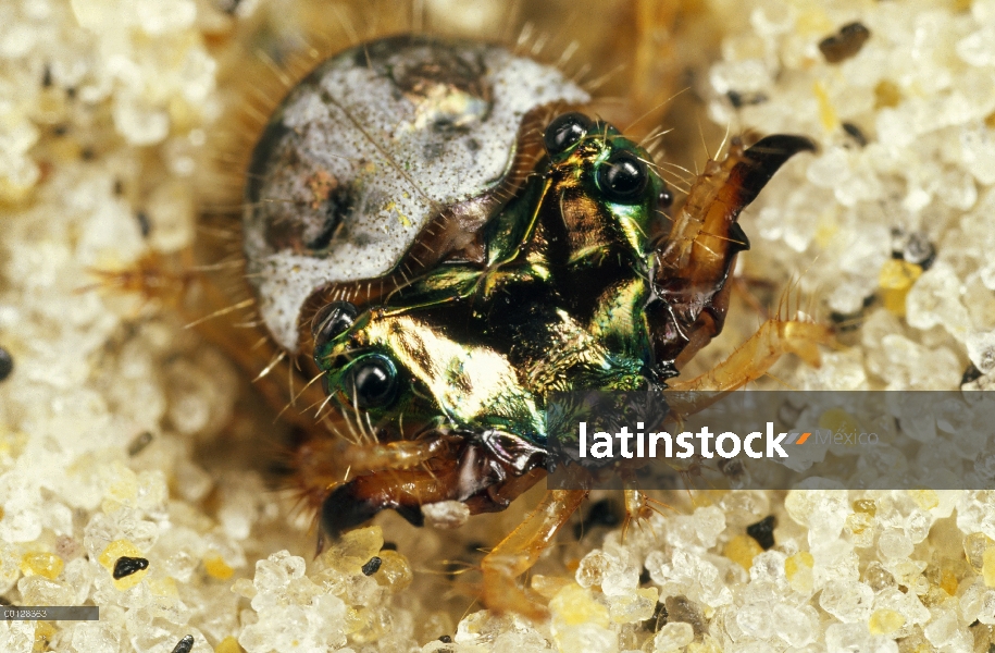 Larva de escarabajo tigre (Cicindela dorsalis dorsalis) de playa Norte en su madriguera, de Martha s