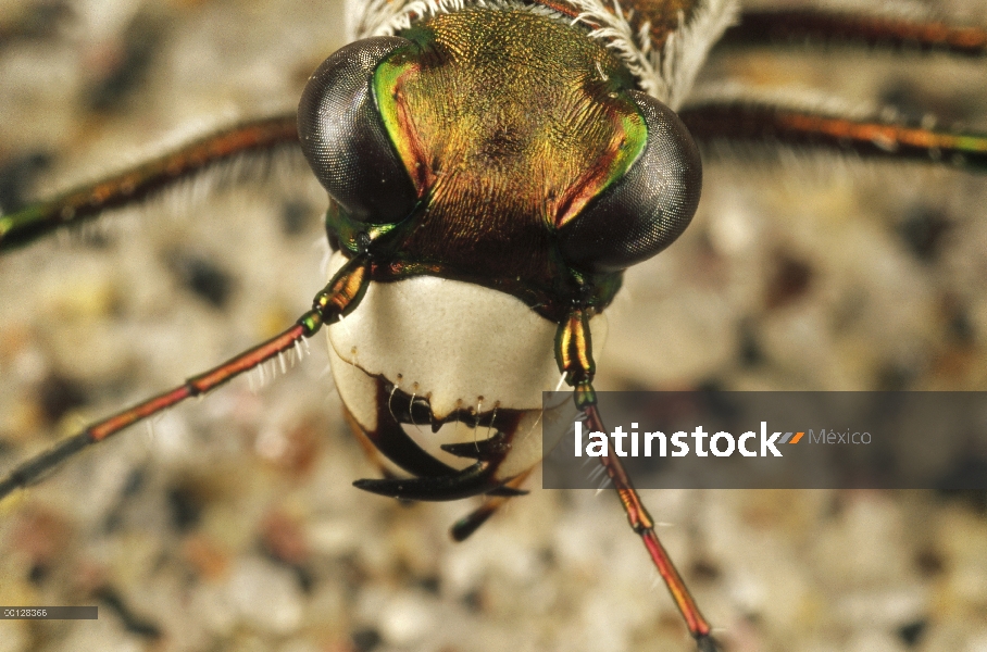 Playa Norte escarabajos tigre (Cicindela dorsalis dorsalis) cerca de cabeza de adulto, de Martha s V