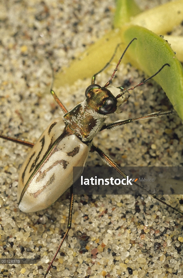 Adulto del escarabajo tigre (Cicindela dorsalis dorsalis) de playa Norte en la playa de arena, de Ma