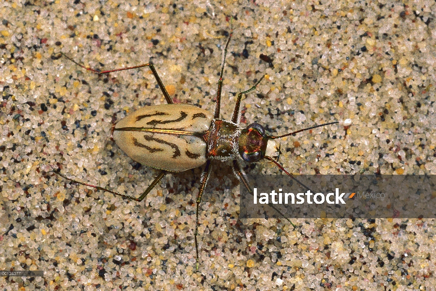 Playa Norte escarabajos del tigre (Cicindela dorsalis dorsalis) en arena, de Martha s Vineyard, Mass