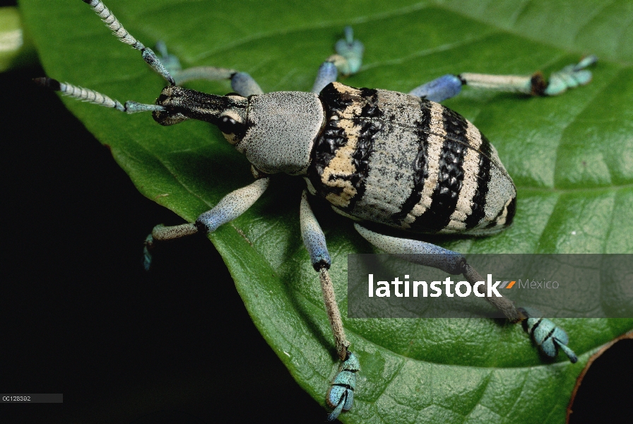 Verdadero gorgojo (Eupholus sp) en la hoja, Wau, Papua Nueva Guinea