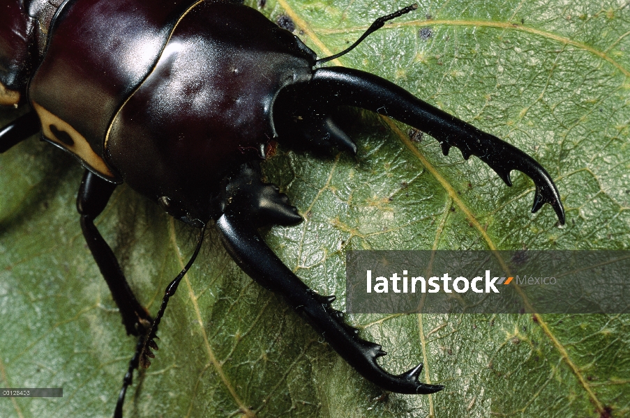 Escarabajo ciervo (Lucanidae) primer plano retrato en hoja, Wau, Papua Nueva Guinea