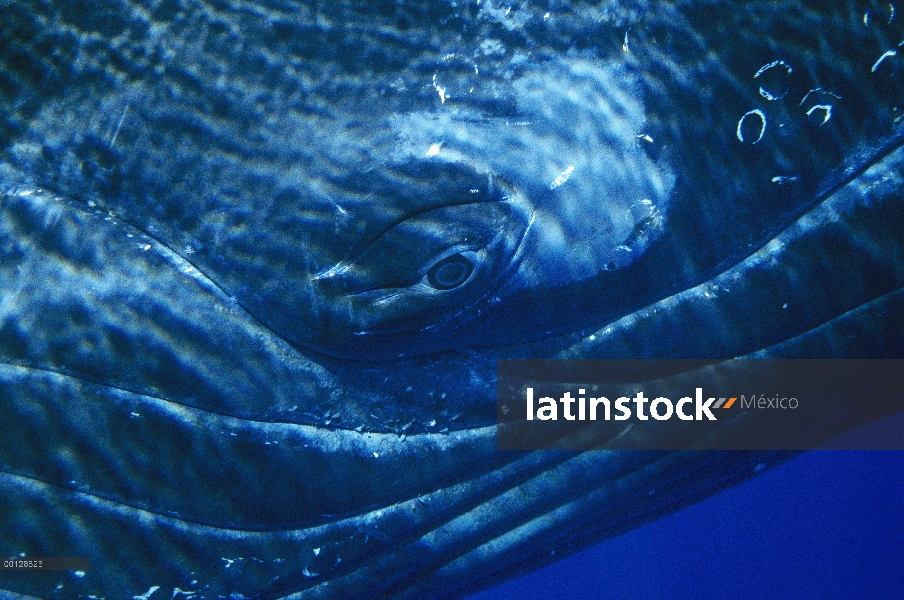 Ojo de la ballena jorobada (Megaptera novaeangliae) del cantante, Maui, Hawaii - aviso deberá acompa