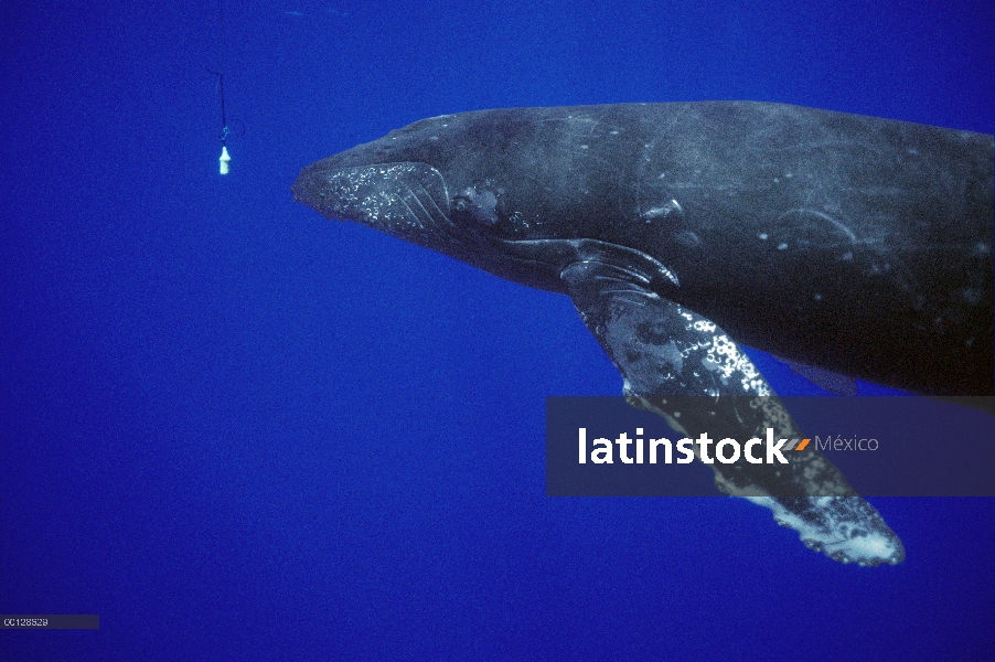 Cantante amigable ballena jorobada (Megaptera novaeangliae) acerca a hidrófono, Maui, Hawaii - aviso