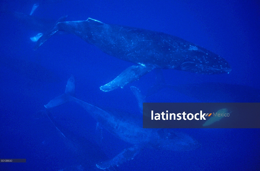 Ballena jorobada (Megaptera novaeangliae) grupo itinerante de más de 30 ballenas, no un grupo de apa