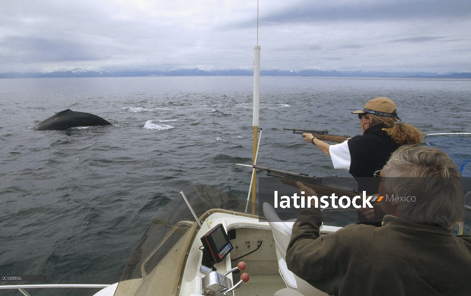 Ballena jorobada (Megaptera novaeangliae) investigadores Lea Gerber y Dr. James Darling dispara dard