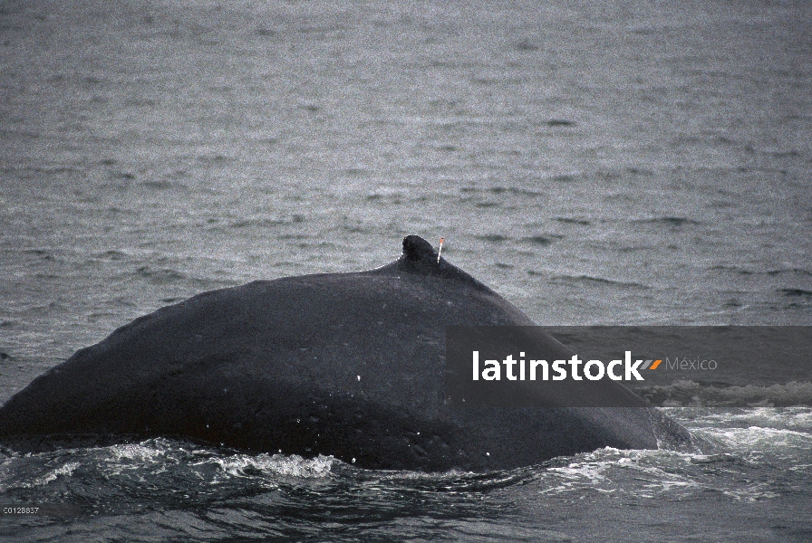 Ballena jorobada (Megaptera novaeangliae) disparado por el investigador Dr. Jim Darling con un dardo