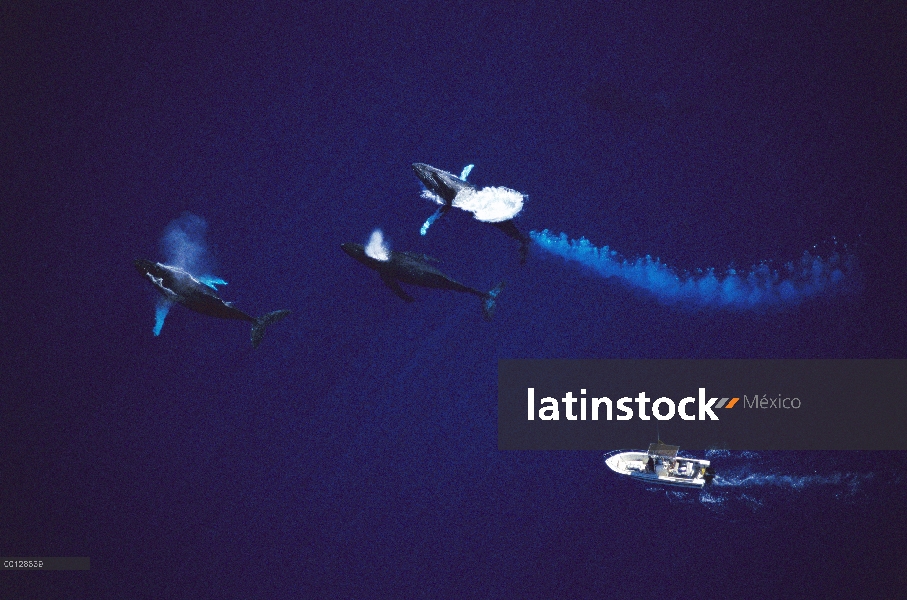 Impugnación de la ballena jorobada (Megaptera novaeangliae) para mujer con barco de investigación, M