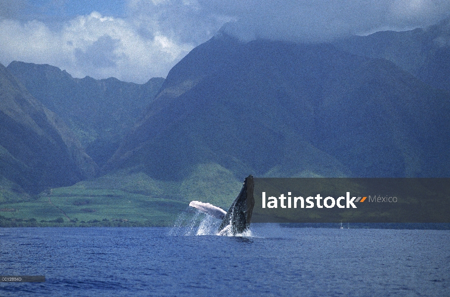 Ballena jorobada (Megaptera novaeangliae) violar, Maui, Hawaii - aviso deberá acompañar la publicaci