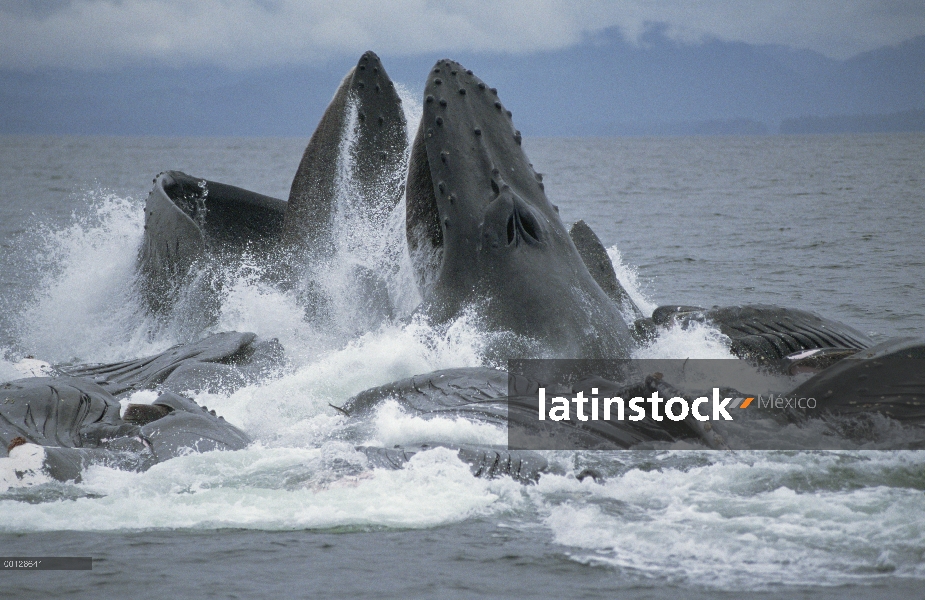 Ballena jorobada (Megaptera novaeangliae) gulp cooperativa de alimentación en la escuela de arenques