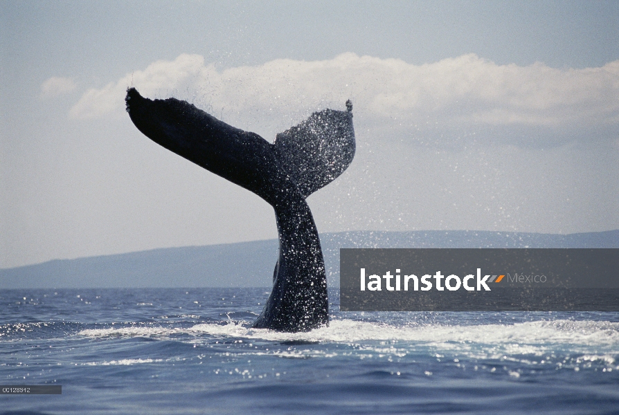 Cola de ballena jorobada (Megaptera novaeangliae) lobs, Maui, Hawaii - aviso deberá acompañar la pub