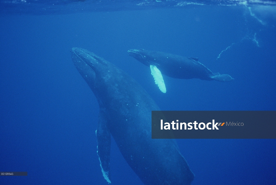 Ballena jorobada (Megaptera novaeangliae) vaca, becerro y escort, Maui, Hawaii - aviso deberá acompa