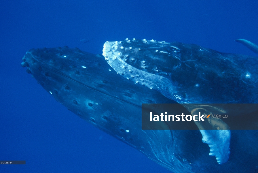 Ballena jorobada (Megaptera novaeangliae) caballo de becerro en vaca, Maui, Hawaii - aviso deberá ac