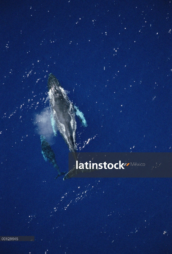 Ballena jorobada (Megaptera novaeangliae) disparo de medición aérea de vaca y becerro, Maui, Hawaii 