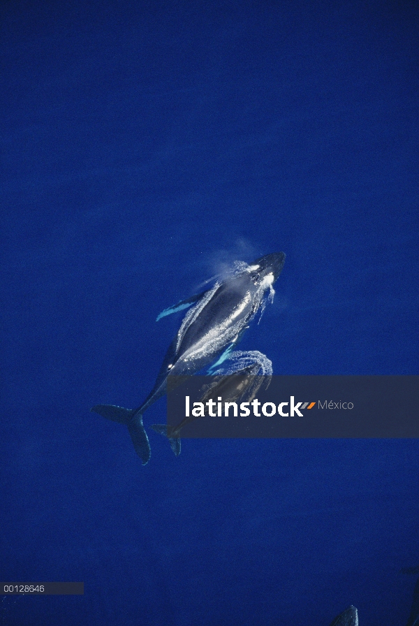 Ballena jorobada (Megaptera novaeangliae) medición de tiro aérea, Maui, Hawaii - aviso deberá acompa