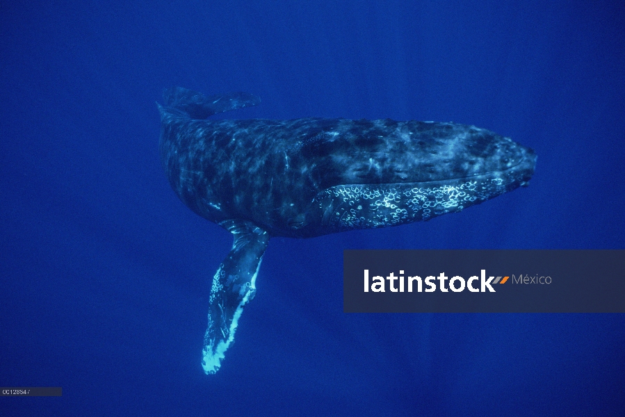 Ballena jorobada (Megaptera novaeangliae), Maui, Hawaii - aviso deberá acompañar la publicación; Fot