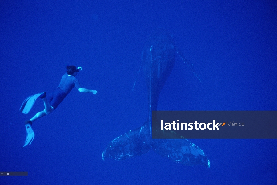 Ballena jorobada (Megaptera novaeangliae) y BBC fotógrafo Ric Cosenthal, Maui, Hawaii - aviso deberá