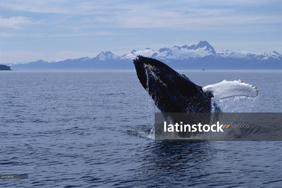 Ballena jorobada (Megaptera novaeangliae) violar, sureste de Alaska