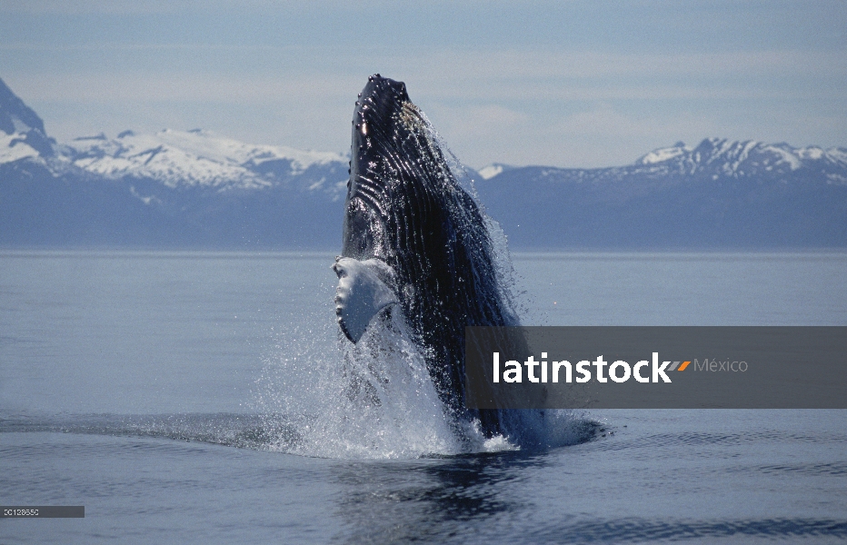 Ballena jorobada (Megaptera novaeangliae) violar, sureste de Alaska