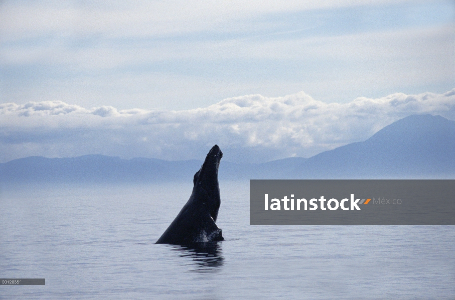 Ballena jorobada (Megaptera novaeangliae) violar, sureste de Alaska