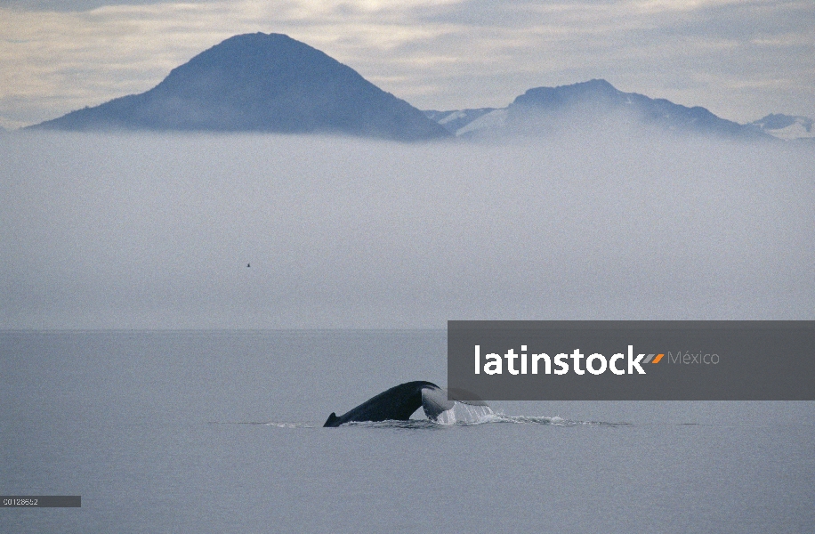 Cola de ballena jorobada (Megaptera novaeangliae), sureste de Alaska