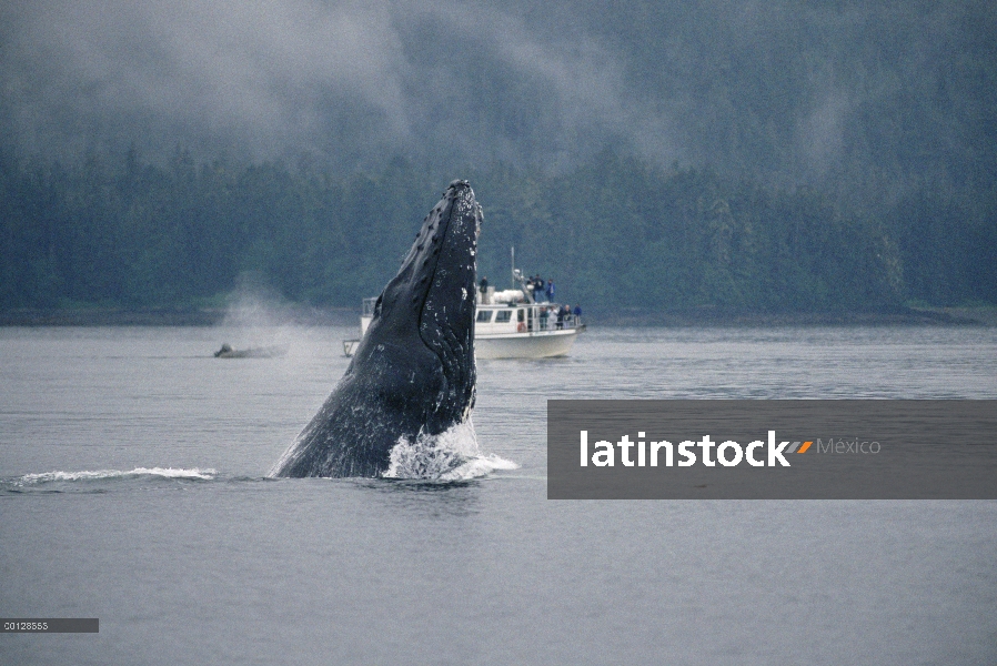 Ballena jorobada (Megaptera novaeangliae) incumplimiento de cerca ballenas barco, sureste de Alaska